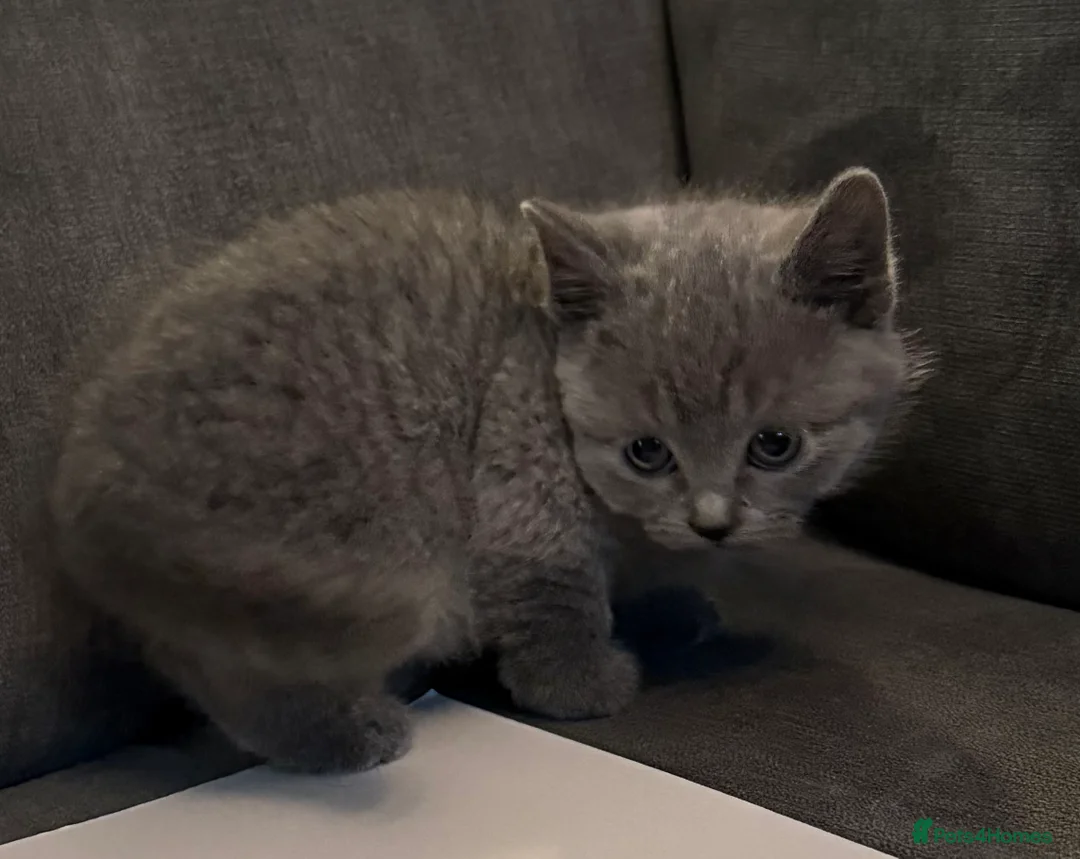 British Shorthair cats for sale: British shorthair kittens  - Advert 1