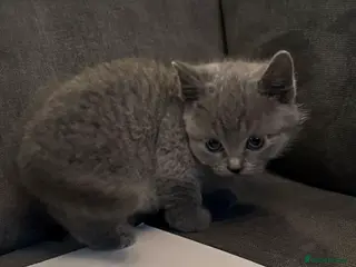 British Shorthair cats British shorthair kittens - Advert 4