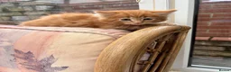 Mixed Breed cats for sale: Ginger-Tortie Kittens  - Advert 18
