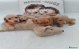 Miniature Dachshund dogs for sale: MINI DACHSHUND CREAM PRA CLEAR - Image 21
