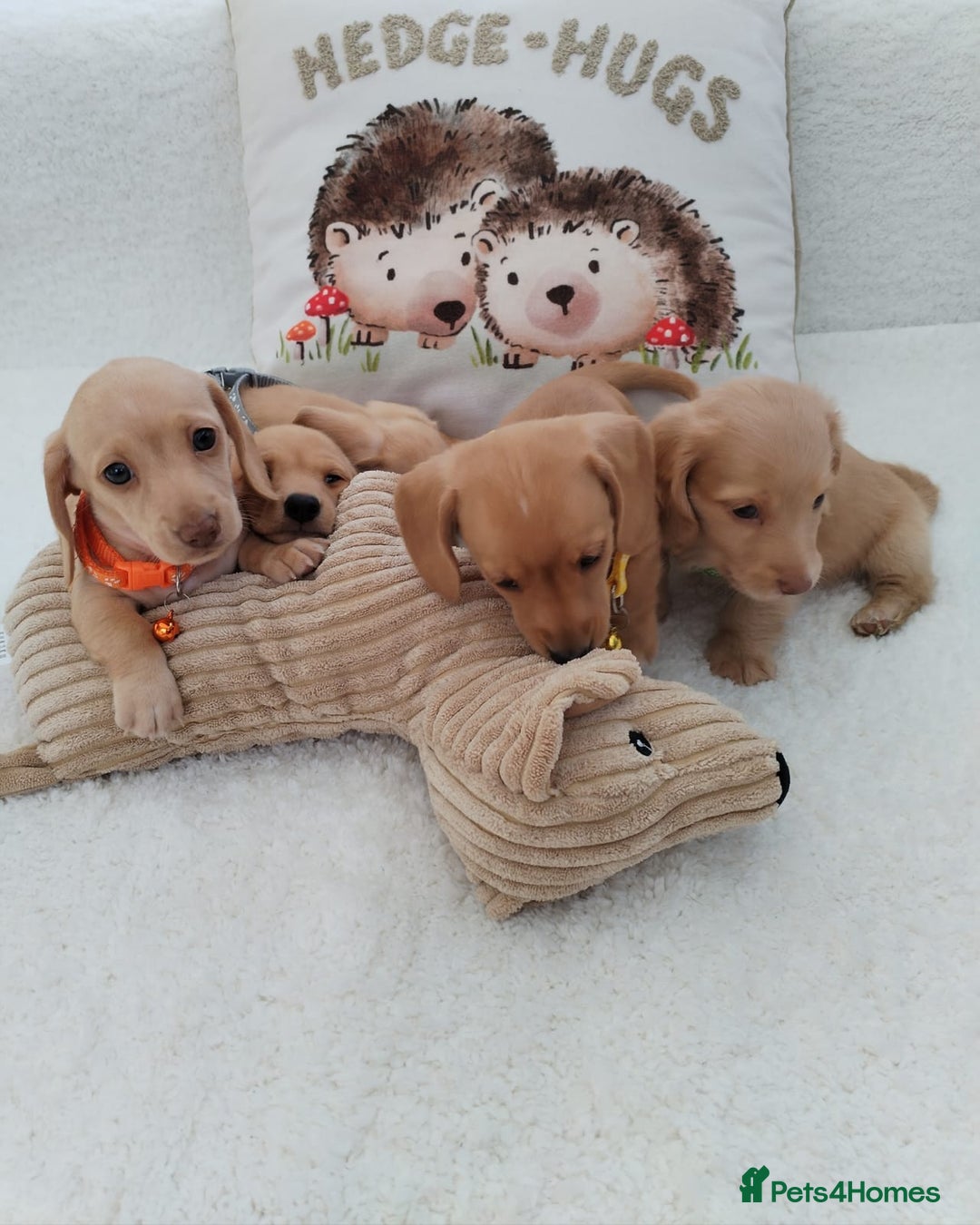 Miniature Dachshund dogs for sale: MINI DACHSHUND CREAM PRA CLEAR - Image 21
