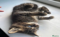 Bengal cats for sale: Five super friendly and fun kittens  - Image 10