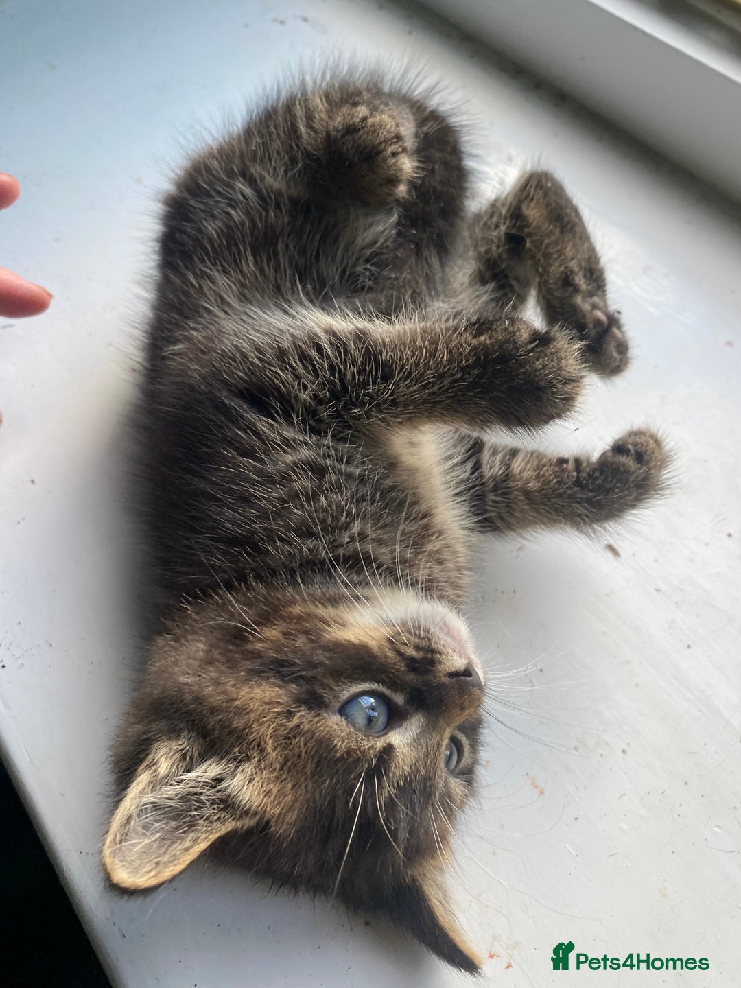 Bengal cats for sale: Five super friendly and fun kittens  - Image 10