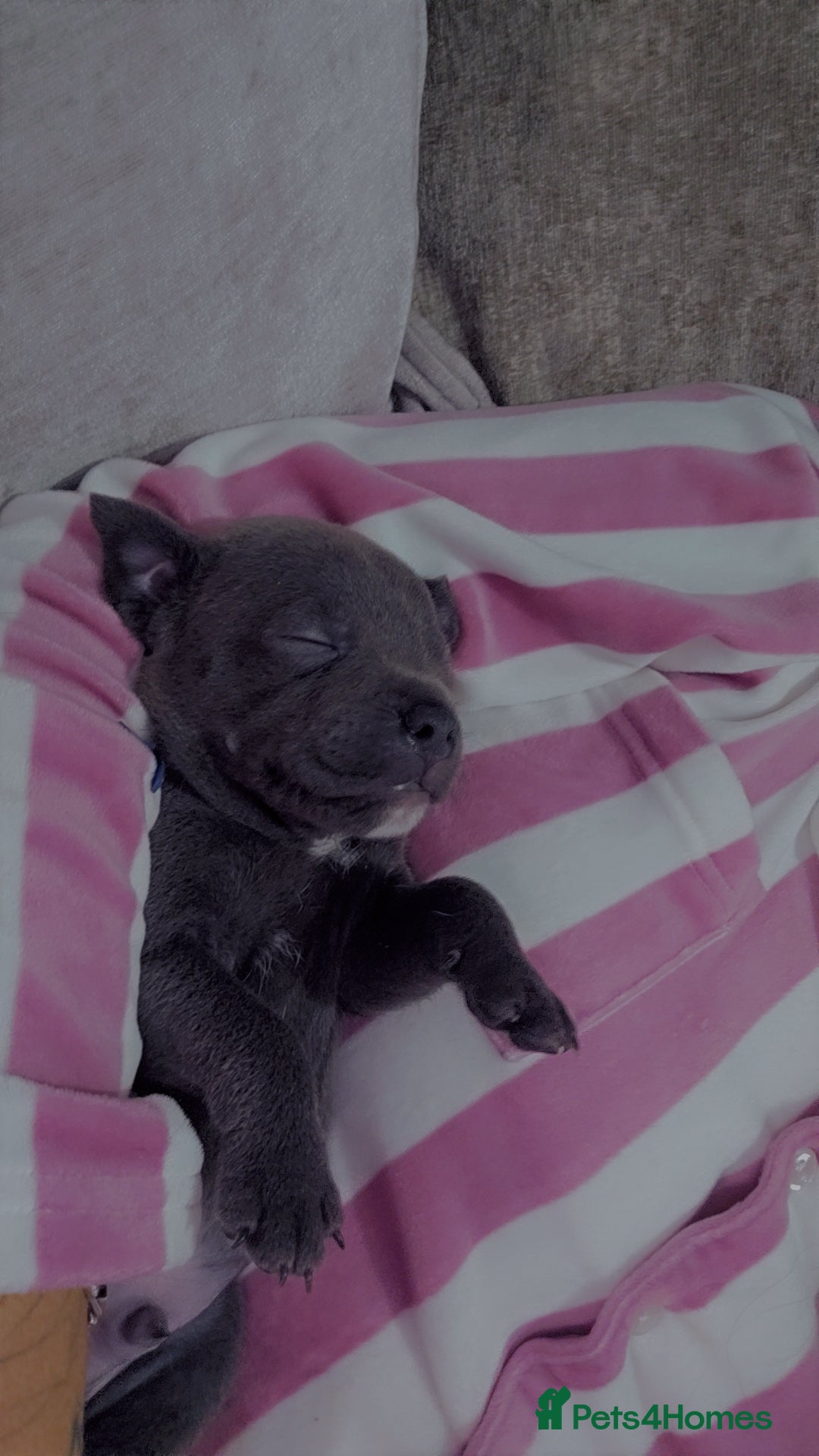 Staffordshire Bull Terrier dogs for sale: Staffordshire bull terrier  - Advert 11