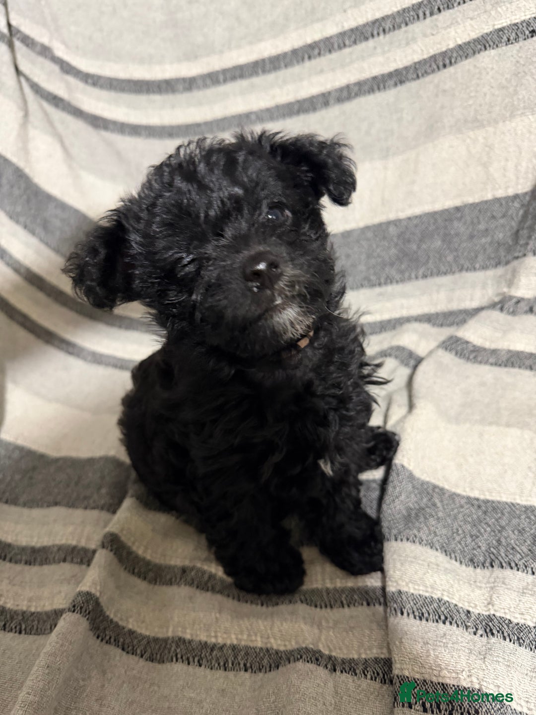 Yorkiepoo dogs for sale: Yorkiepoo puppies for sale. - Advert 14