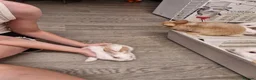 Mini Lion Lop rabbits for sale: Baby rabbits  - Advert 4