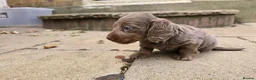 Miniature Dachshund dogs for sale: Issabella Longhair miniature dachshund  - Advert 4