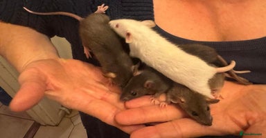 Rat rodents - Advert 4