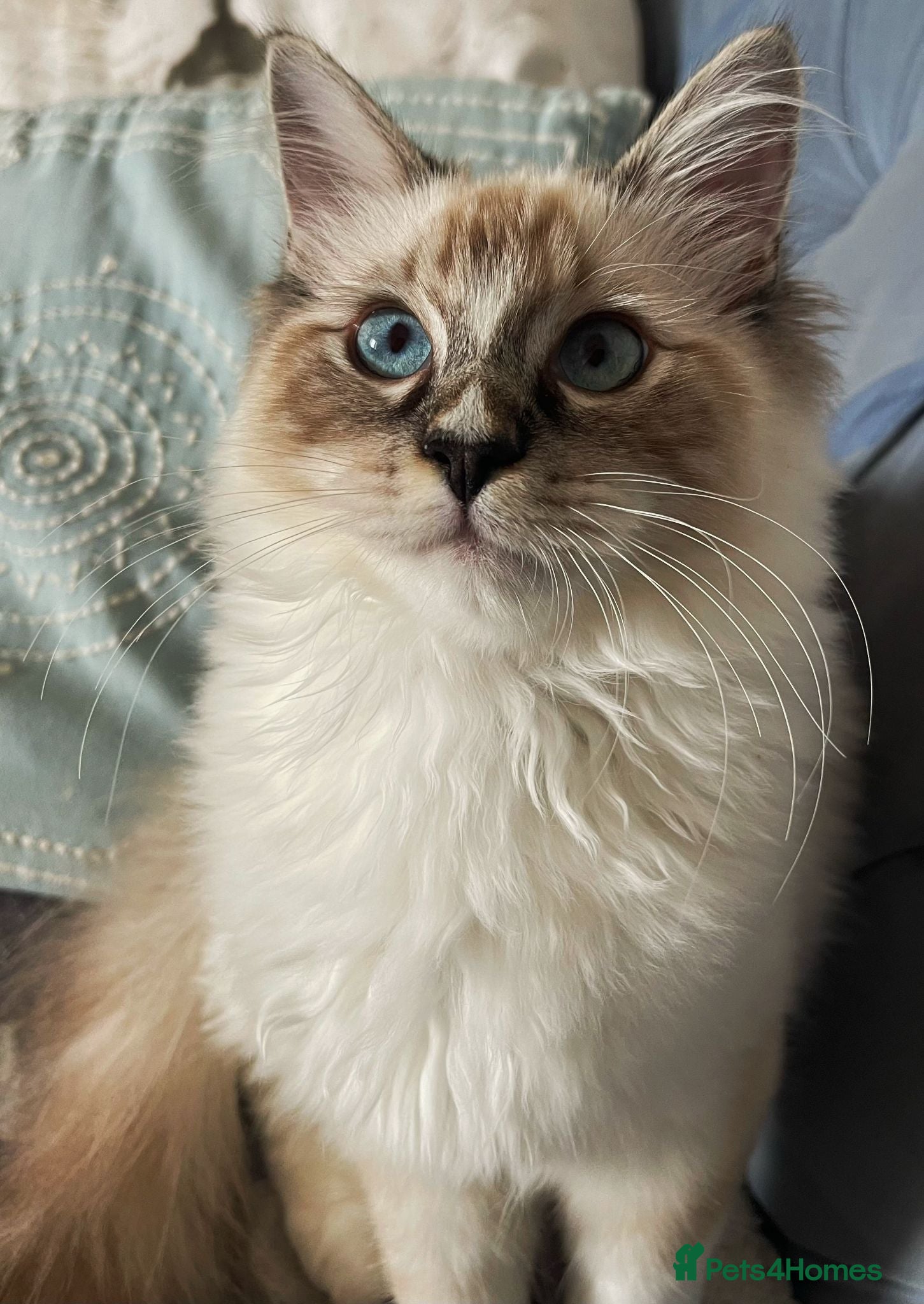 Ragdoll cats Registered Ragdoll Kittens - Advert 14