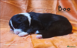 Border Collie dogs for sale: Adorable Border Collie Pups Ready for Loving Homes - Advert 8