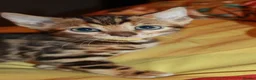 Bengal cats for sale: Four Bengal Kittens for Sale. TICA Pedigree Reg'd - Advert 13