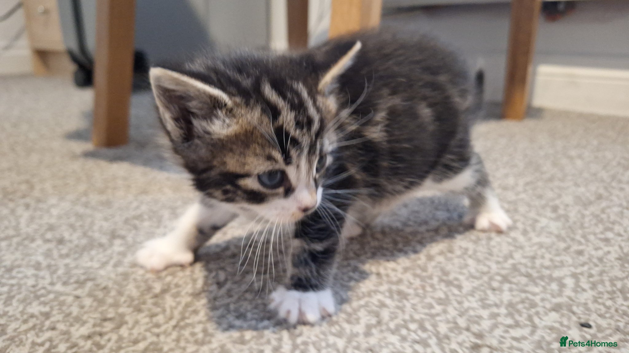 Mixed Breed cats 4 beautiful playful kittens ready for a new home!! - Advert 1