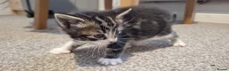 Mixed Breed cats for sale: 4 beautiful playful kittens ready for a new home!! - Advert 1