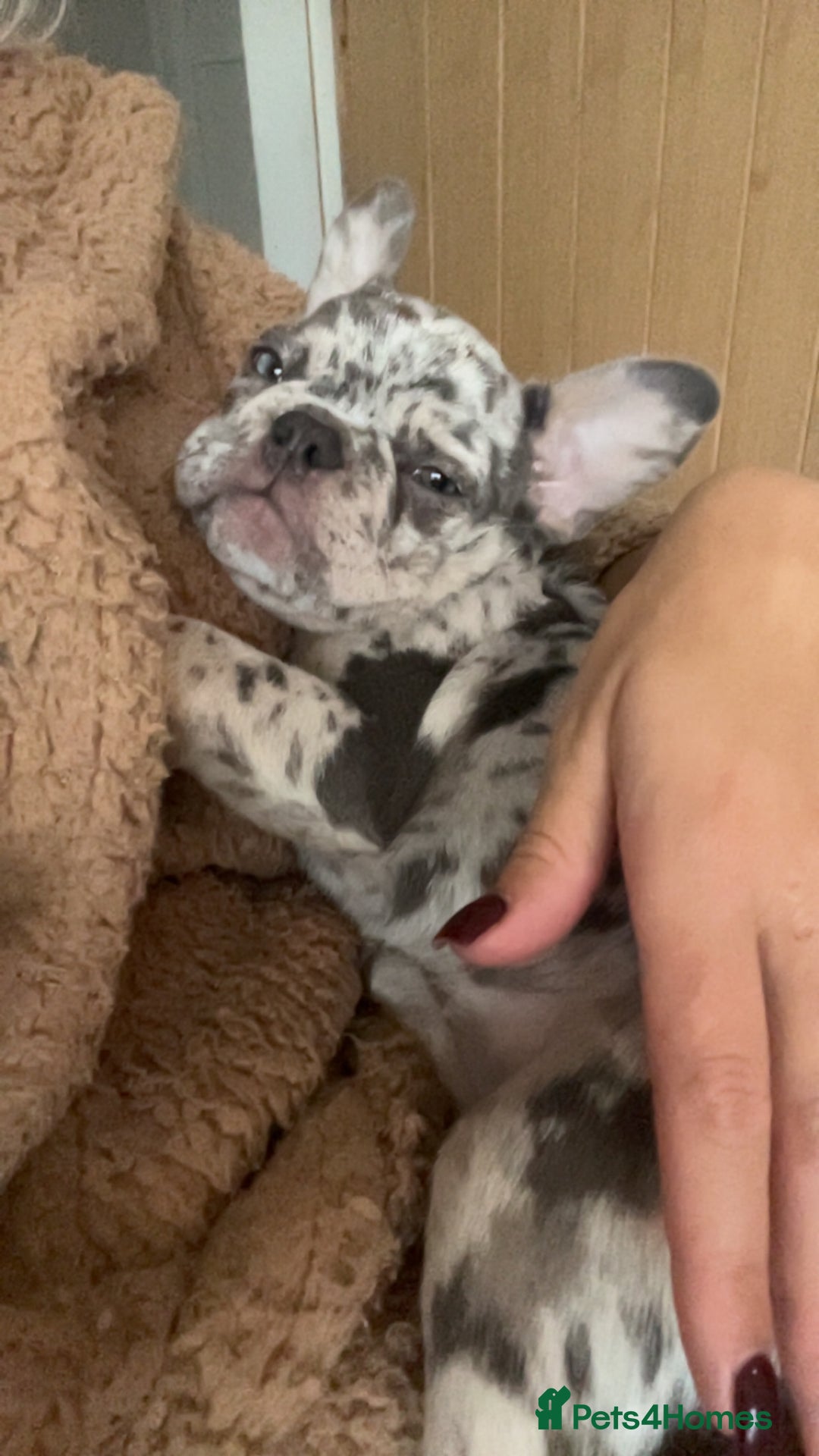 French Bulldog dogs for sale: French bull dog puppy  - Image 7