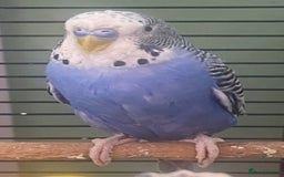 Budgerigars birds for sale: Willow. Male budgie. With cage. 3 years old.  - Image 7
