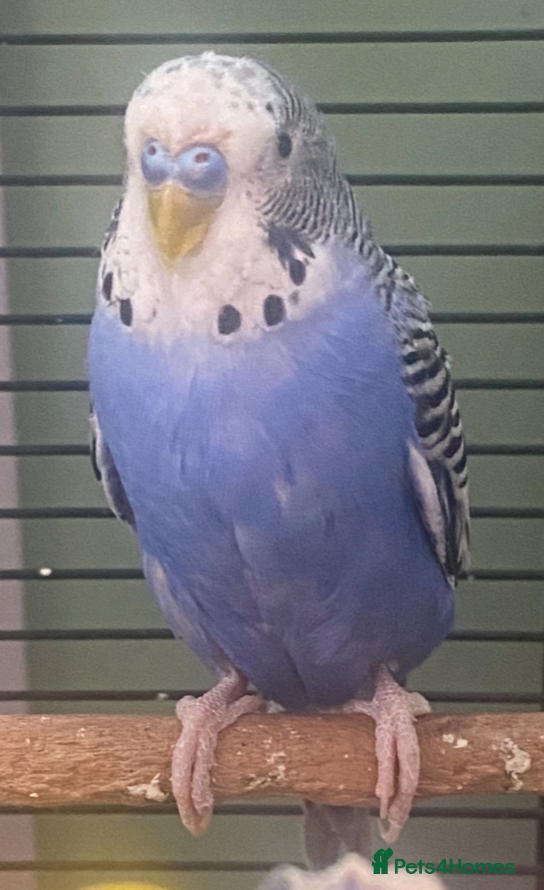 Budgerigars birds for sale: Willow. Male budgie. With cage. 3 years old.  - Image 7