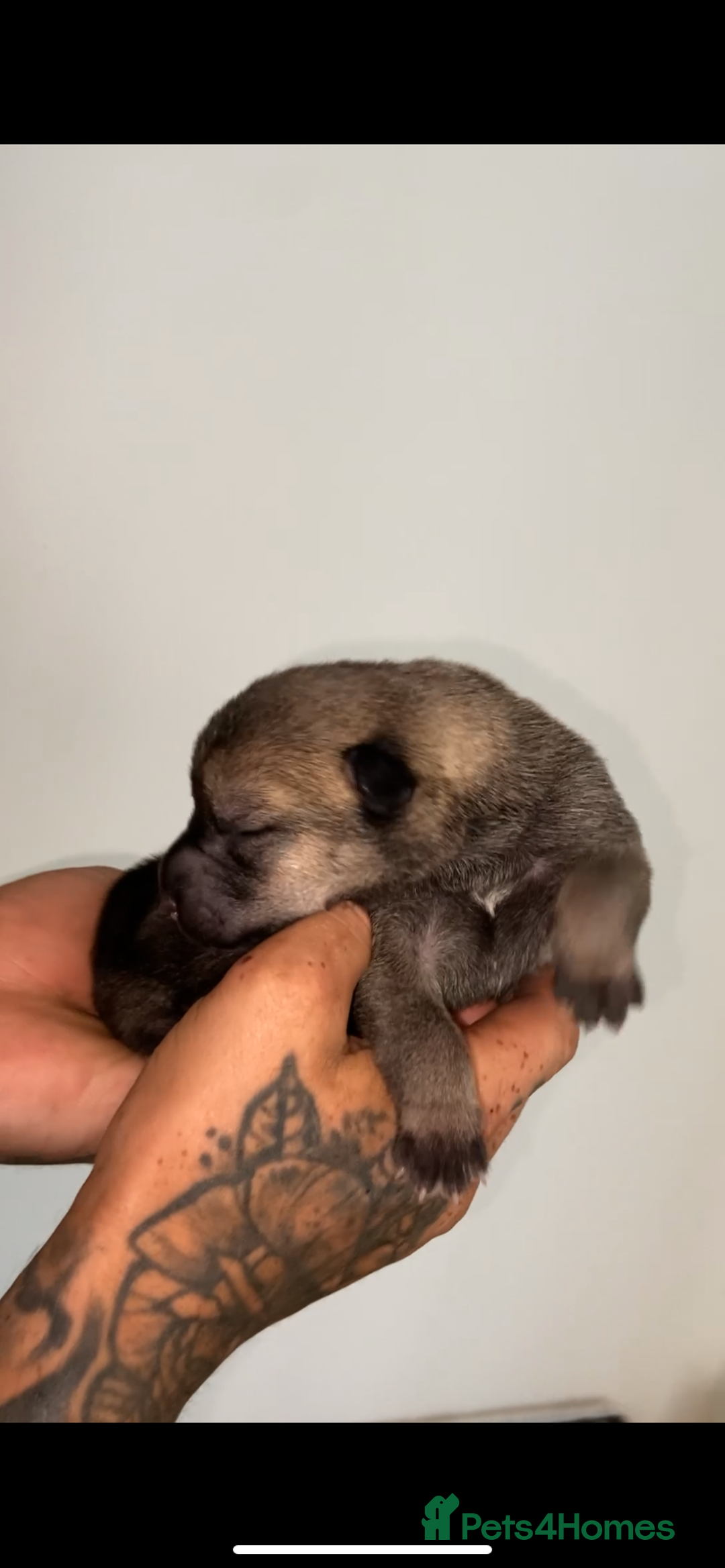 Mixed Breed dogs for sale: ⭐️Stunning Shar pei pups⭐️ - Image 7