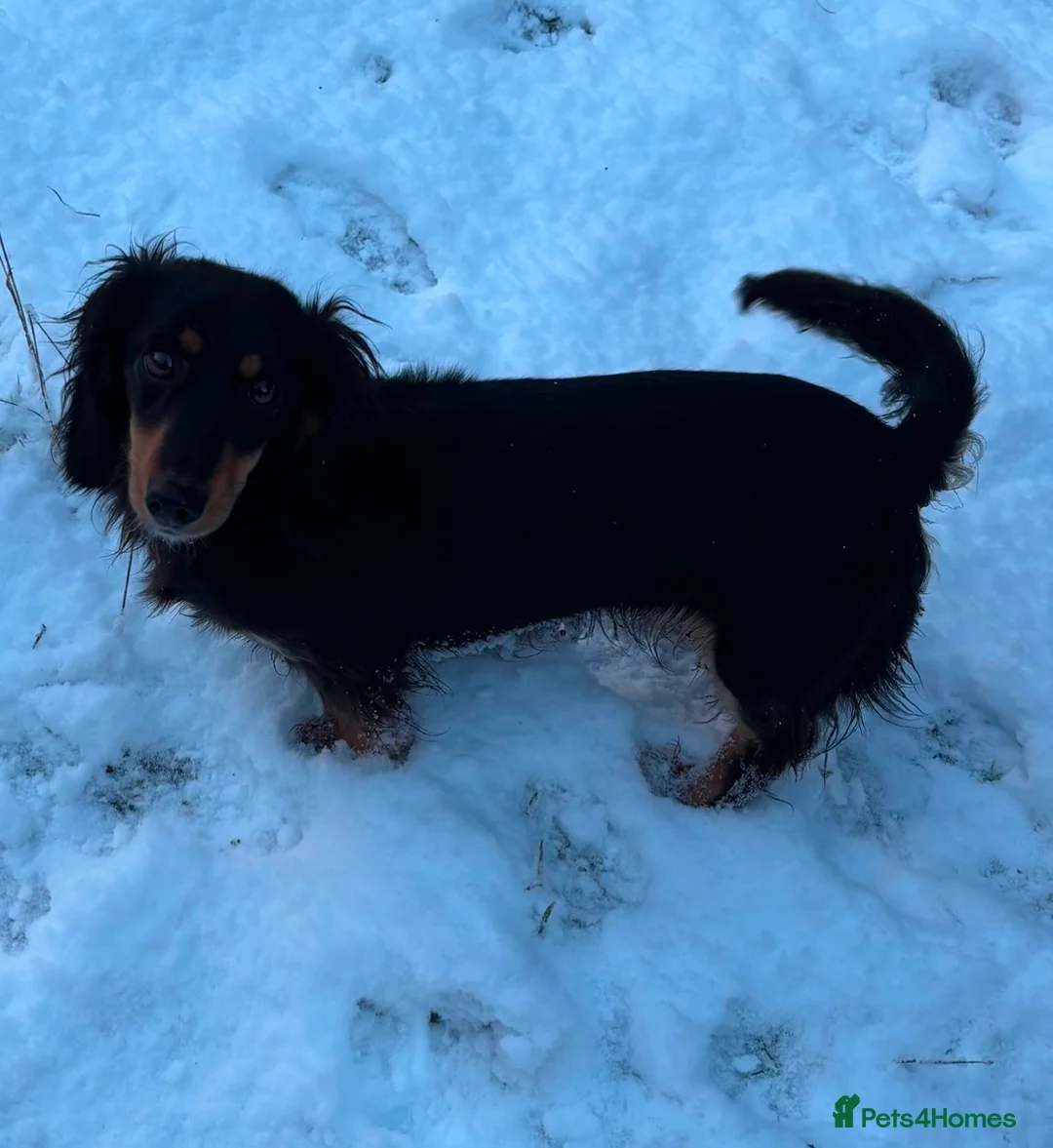 Miniature Dachshund dogs for sale: Miniature Dachshund Puppies - Advert 7