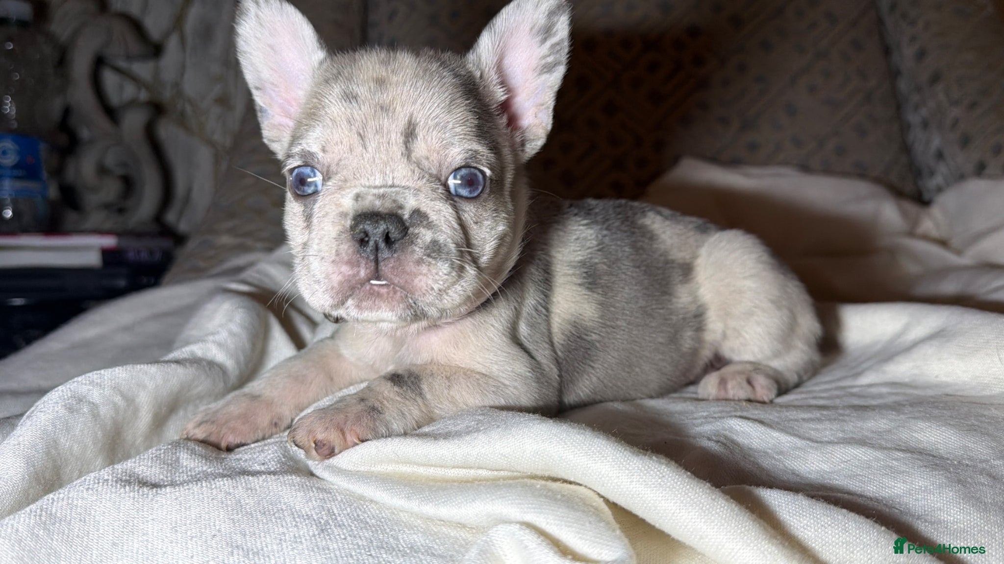 French Bulldog dogs Incredible blue eyes. 7 Merle 1 black. Best on net - Advert 10