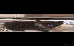 Ragdoll cats for sale: Beautiful Ragdoll x Kittens  - Advert 9