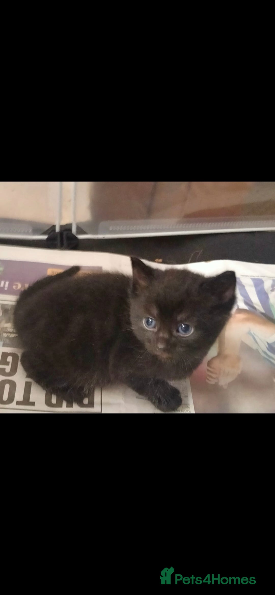 Ragdoll cats for sale: Beautiful Ragdoll x Kittens  - Advert 9