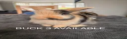 Mini Lop rabbits for sale: Mini lop baby bunnies in Wirral - Advert 11