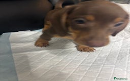Miniature Dachshund dogs for sale: Beautiful Miniature Dachshunds  - Image 9