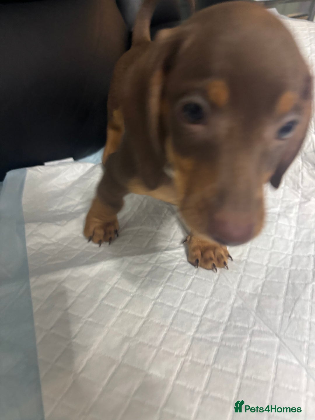 Miniature Dachshund dogs for sale: Beautiful Miniature Dachshunds  - Image 9