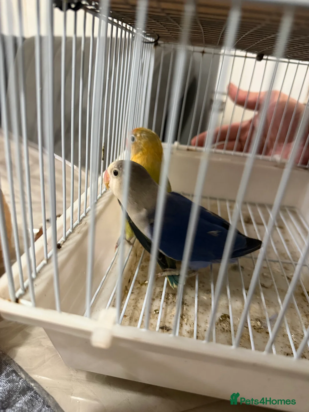 Lovebirds birds for sale: Young pair of lovebird - Advert 12