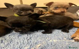 Chihuahua dogs for sale: Chihuahua teacups - Image 25