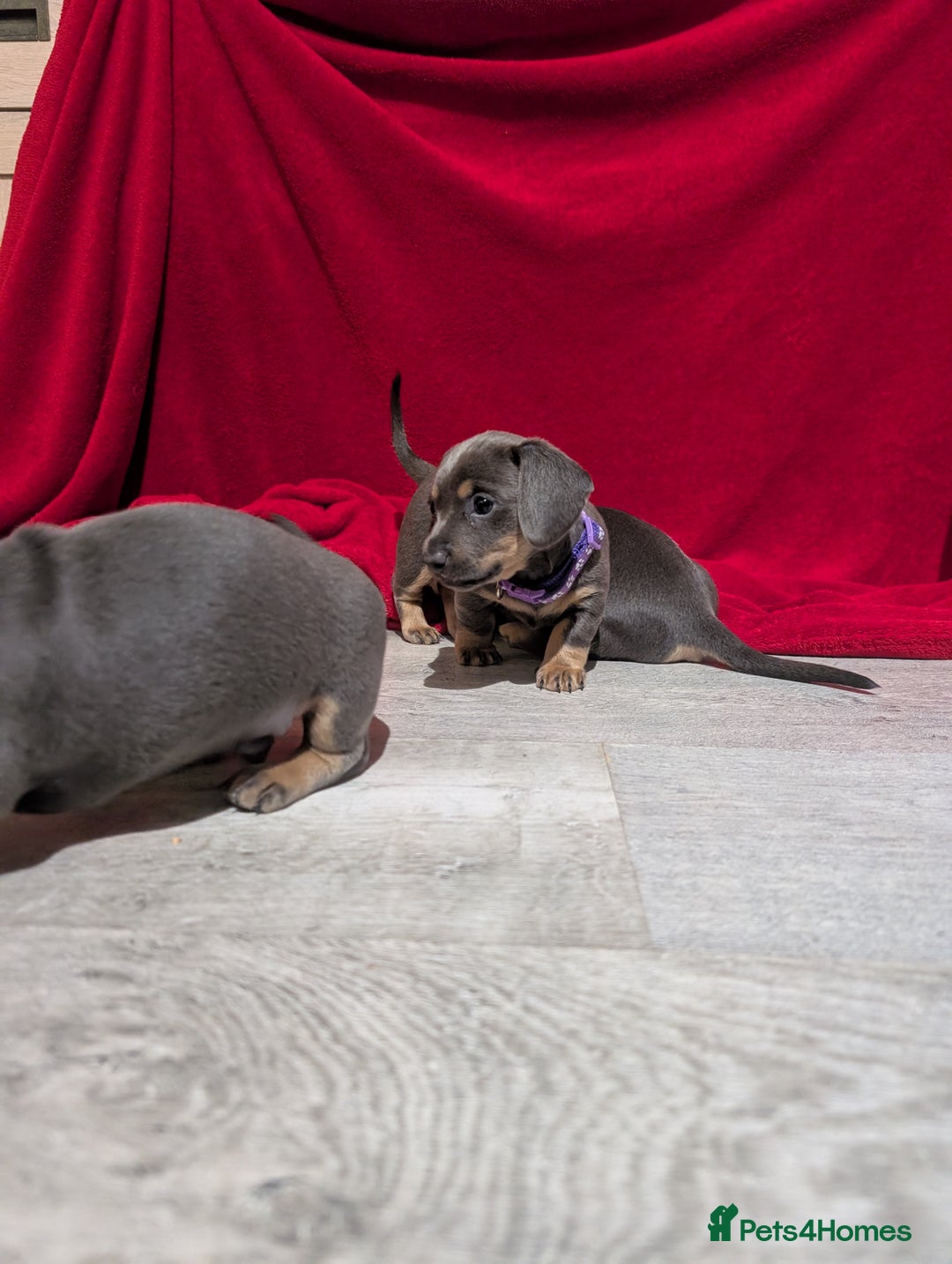 Miniature Dachshund dogs for sale: Miniature dashunds blue and tan - Advert 6