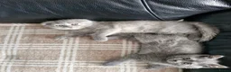 Scottish Fold cats for sale: Scottish straight kitten looking for a family - Advert 6