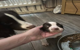 English Springer Spaniel dogs for sale: Springer spaniel pups READY NEXT WEEK - Advert 17