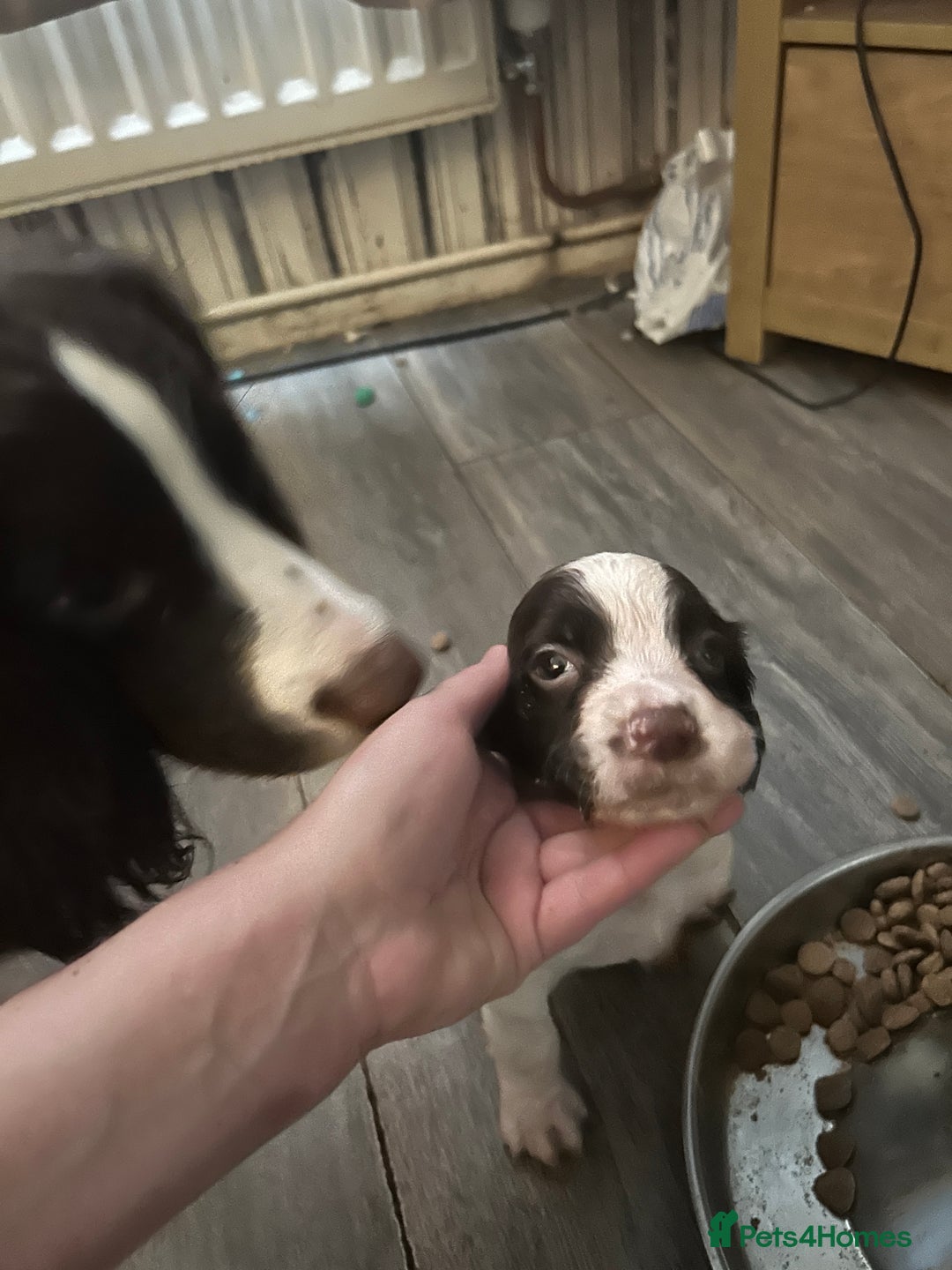 English Springer Spaniel dogs for sale: Springer spaniel pups READY NEXT WEEK - Advert 17