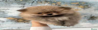 Pomeranian Puppy 2