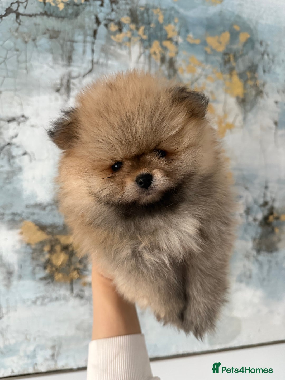Pomeranian dogs for sale: KC Registered Pomeranian Puppies - Advert 16