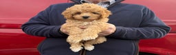 Cavapoo dogs for sale: beautiful cavapoo puppies for sale  - Advert 3