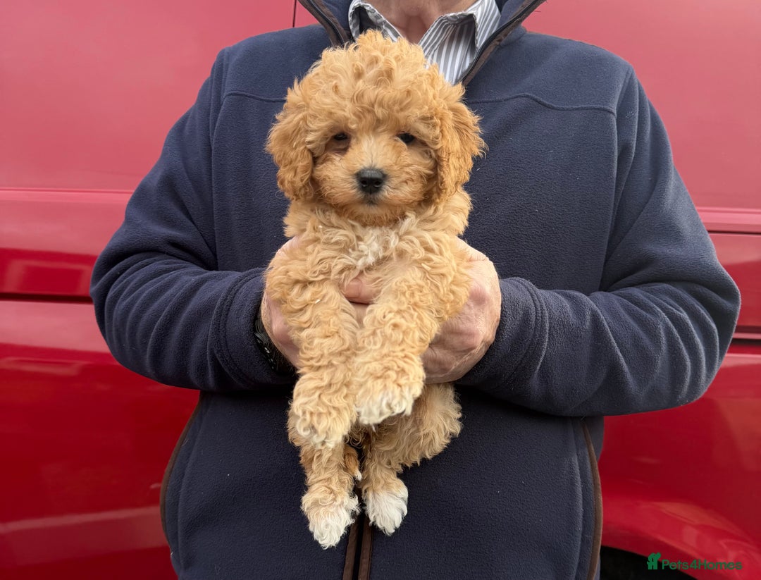 Cavapoo dogs for sale: beautiful cavapoo puppies for sale  - Advert 3