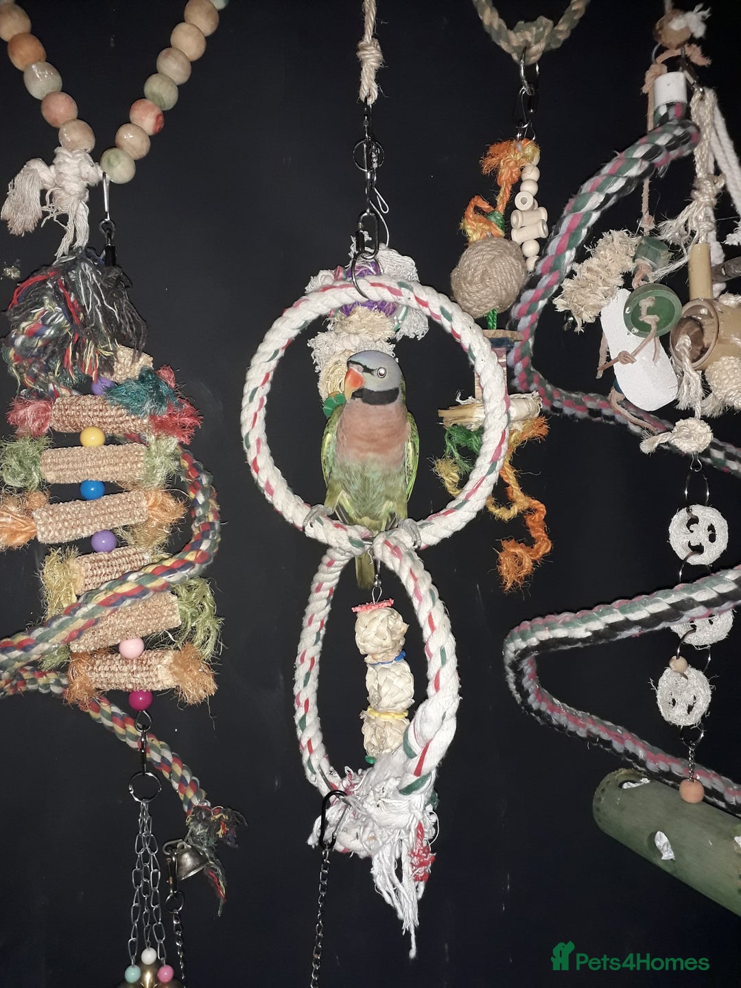 Parakeets birds for sale: Have 2 parrots for sale - Image 2