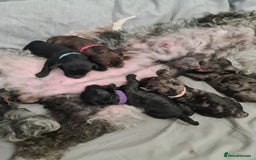 Cockapoo dogs for sale: ADORABLE F2B COCKAPOO PUPPIES 🐶 😍  - Image 3