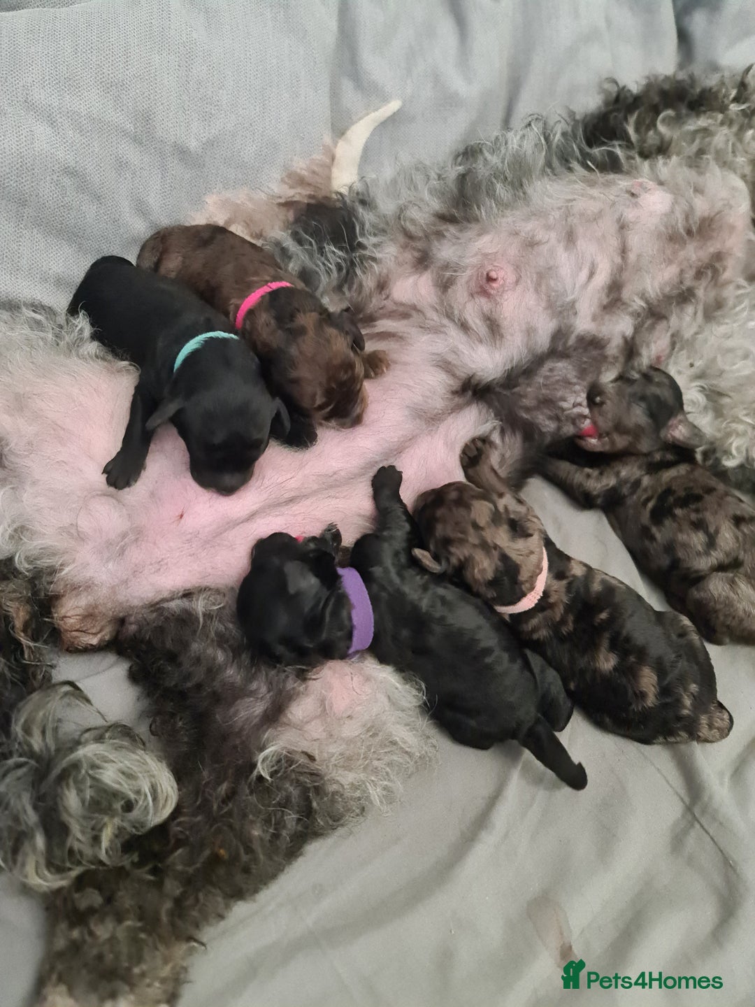 Cockapoo dogs for sale: ADORABLE F2B COCKAPOO PUPPIES 🐶 😍  - Image 3
