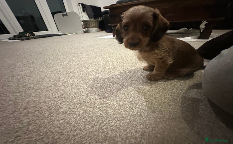 Mixed Breed dogs - Advert 11