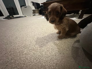 Mixed Breed dogs - Advert 29