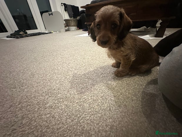 Mixed Breed dogs - Advert 2