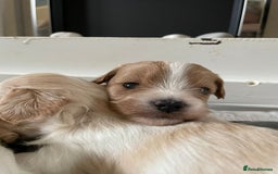 Maltipoo dogs for sale: 6 Beautiful Maltipoo Puppies for sale 🐶🐾 - Image 6