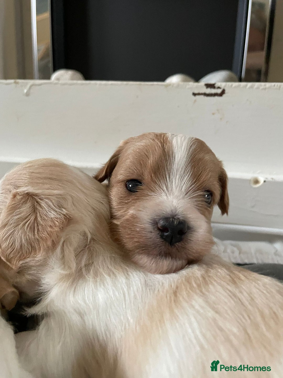 Maltipoo dogs for sale: 6 Beautiful Maltipoo Puppies for sale 🐶🐾 - Image 6
