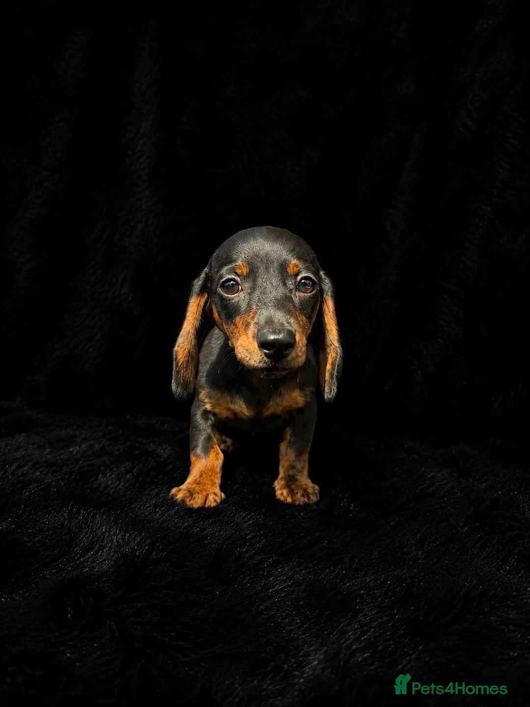 Miniature Dachshund dogs for sale: Adorable miniature dachshund puppies  - Advert 2