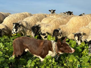 Border Collie dogs ISDS reg Red & White Collie Stud - Advert 22