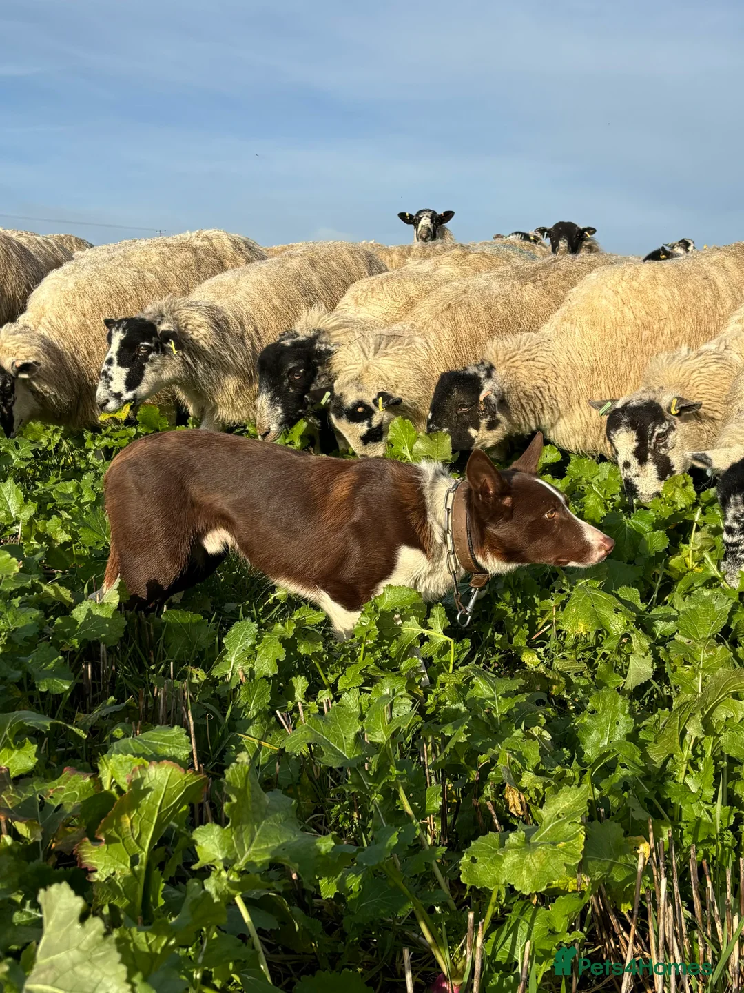 Border Collie dogs for stud: ISDS reg Red & White Collie Stud - Advert 1