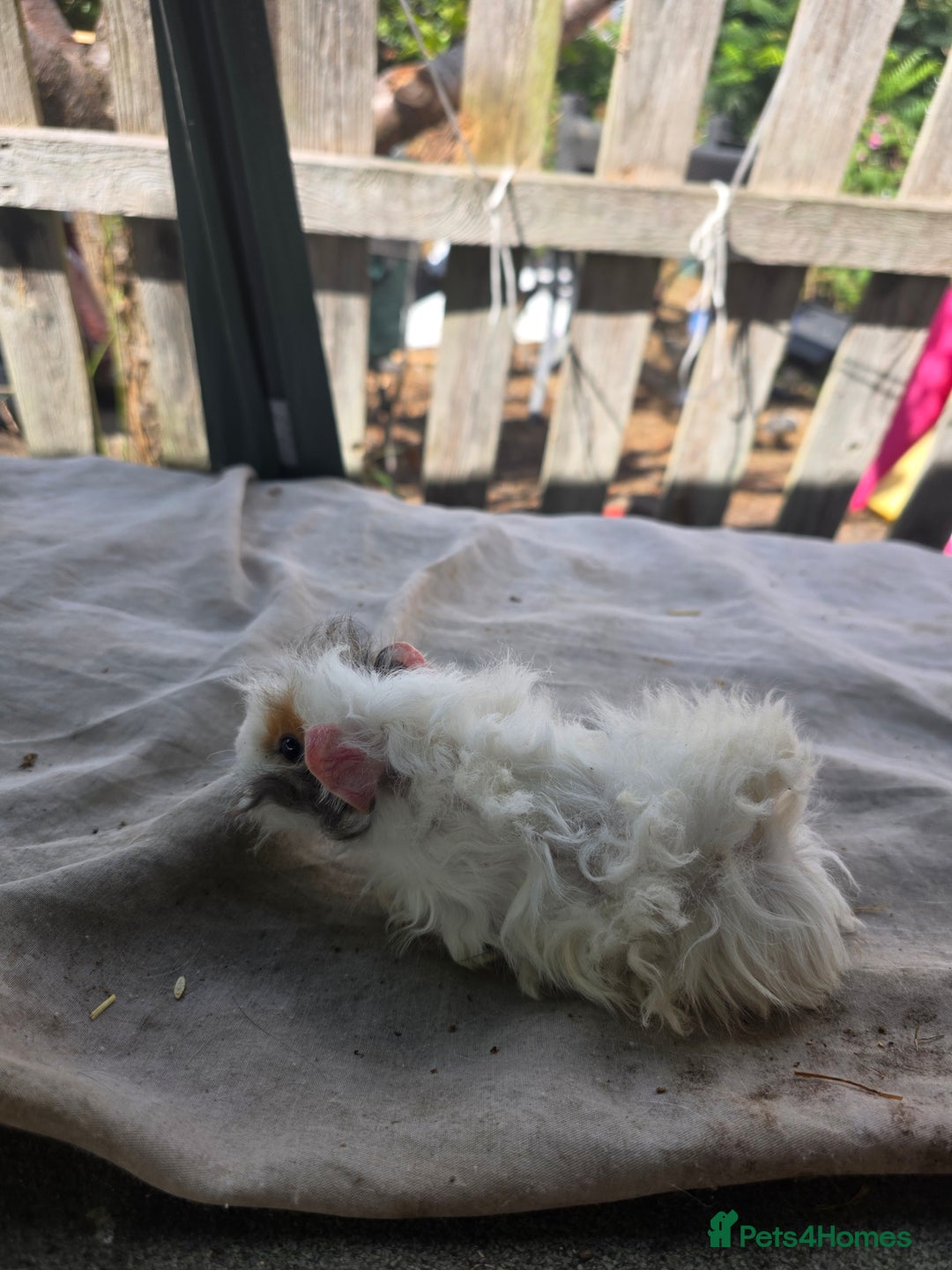 Guinea Pig rodents for sale: Guinea pigs  - Image 3